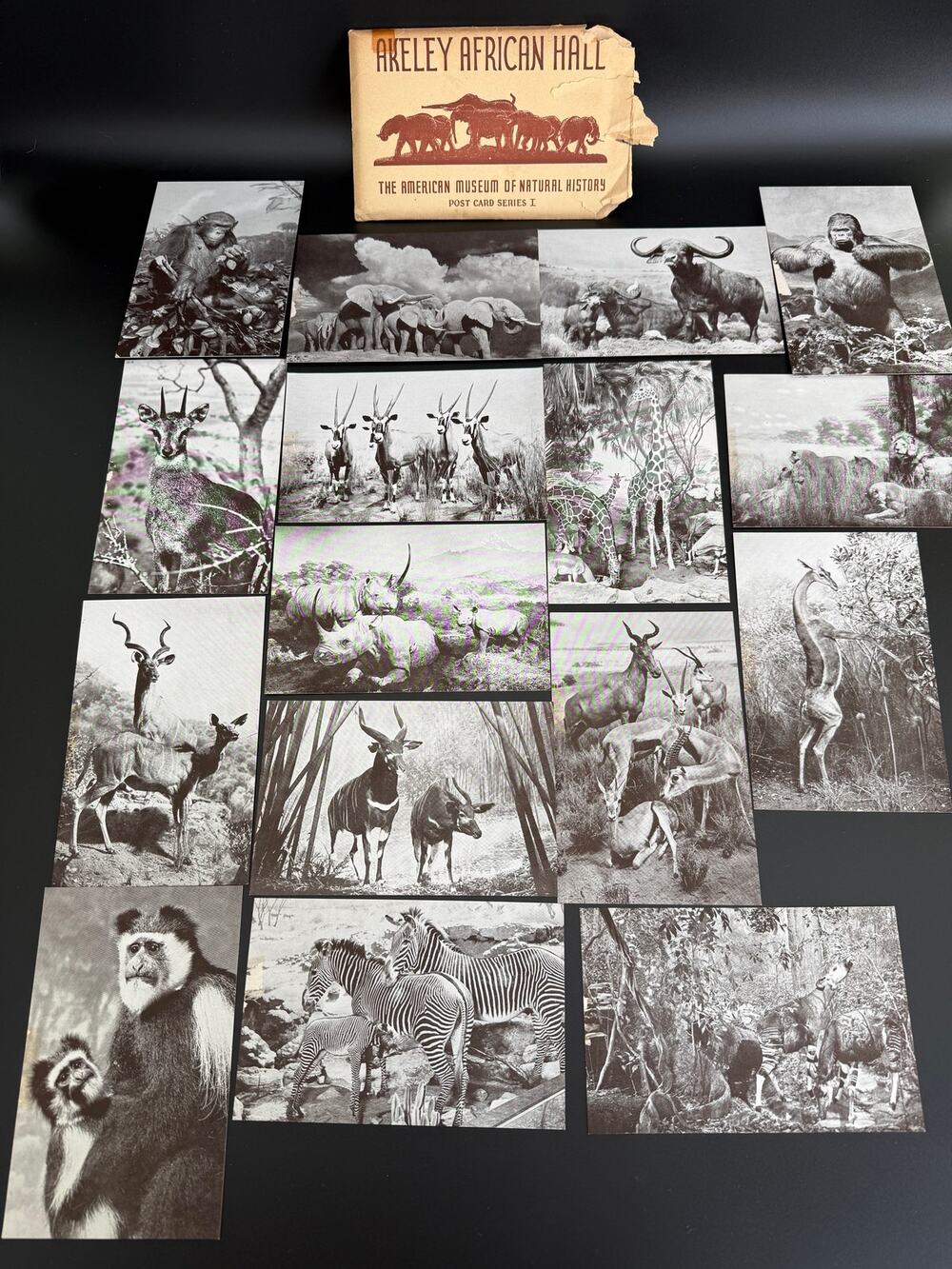 Vintage 1954 Akeley African Hall Postcard Lot-Series 1 COMPLETE + 4 Series 2